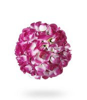 purpurowy