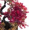 Bonsai Sztuczne Drzewko czerwone listki