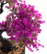 Bonsai Sztuczne Drzewko fuksjowe listki