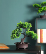 Bonsai Sztuczne Drzewko iglaste 