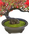 Eleganckie, sztuczne drzewko bonsai czerwone