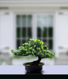 Bonsai Sztuczne Drzewko iglaste