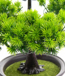 Bonsai Sztuczne Drzewko iglaste