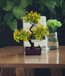 Bonsai Sztuczne Drzewko fuksjowe listki