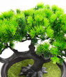 Bonsai Sztuczne Drzewko iglaste