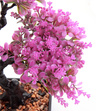Bonsai Sztuczne Drzewko różowe listki